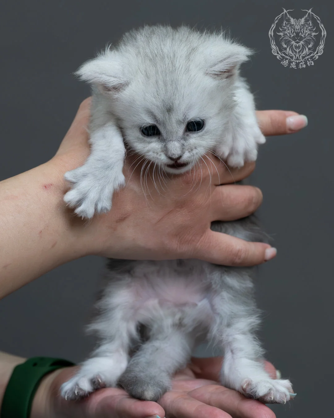 藍銀陰影緬因貓 2