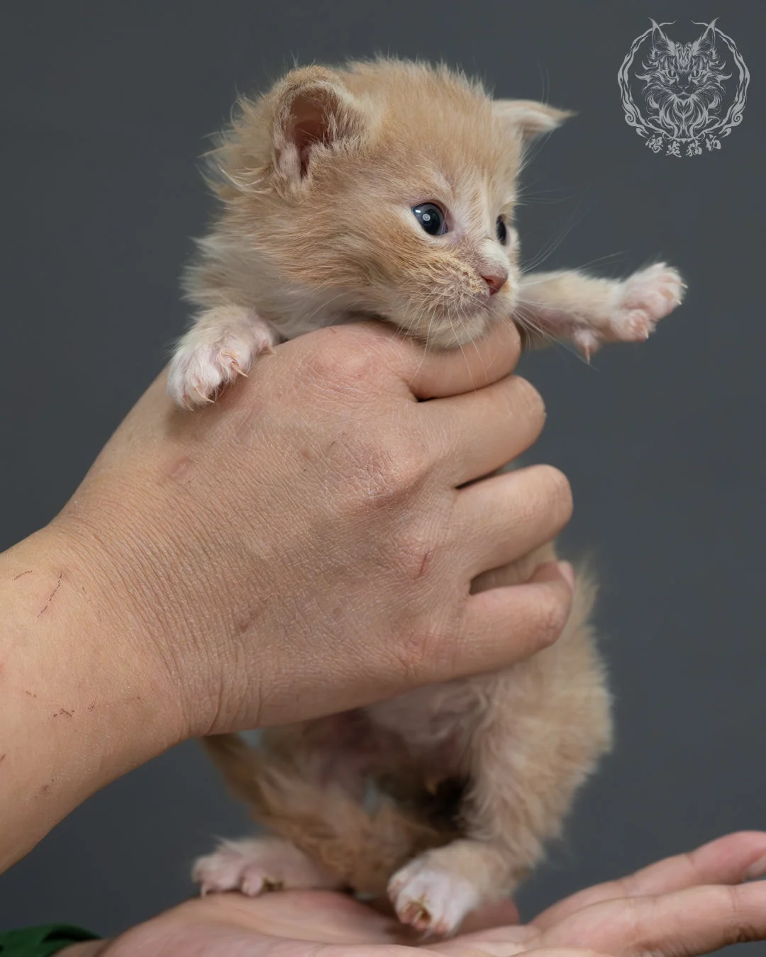 奶油虎斑緬因貓 2