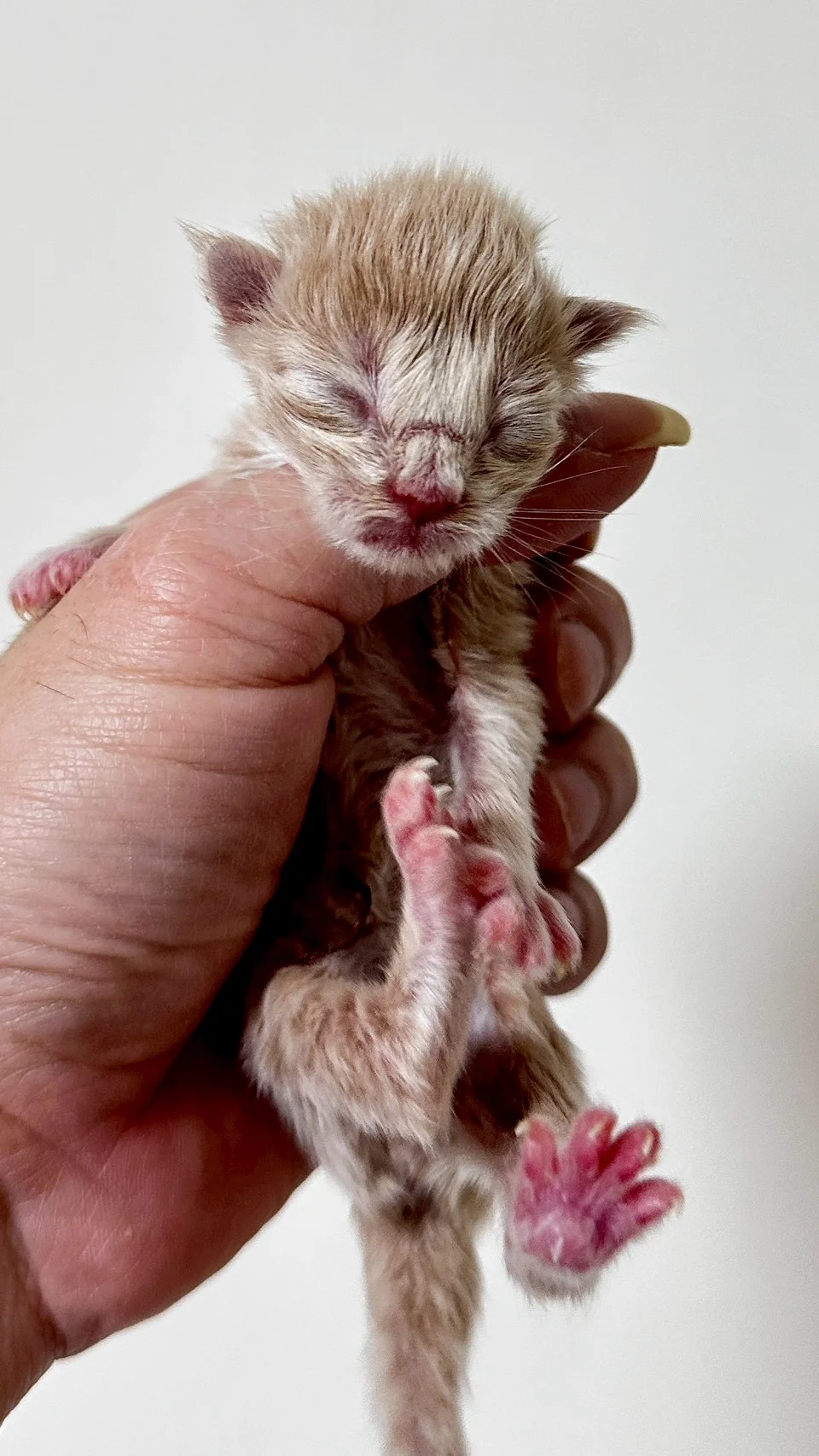 奶油虎斑緬因貓