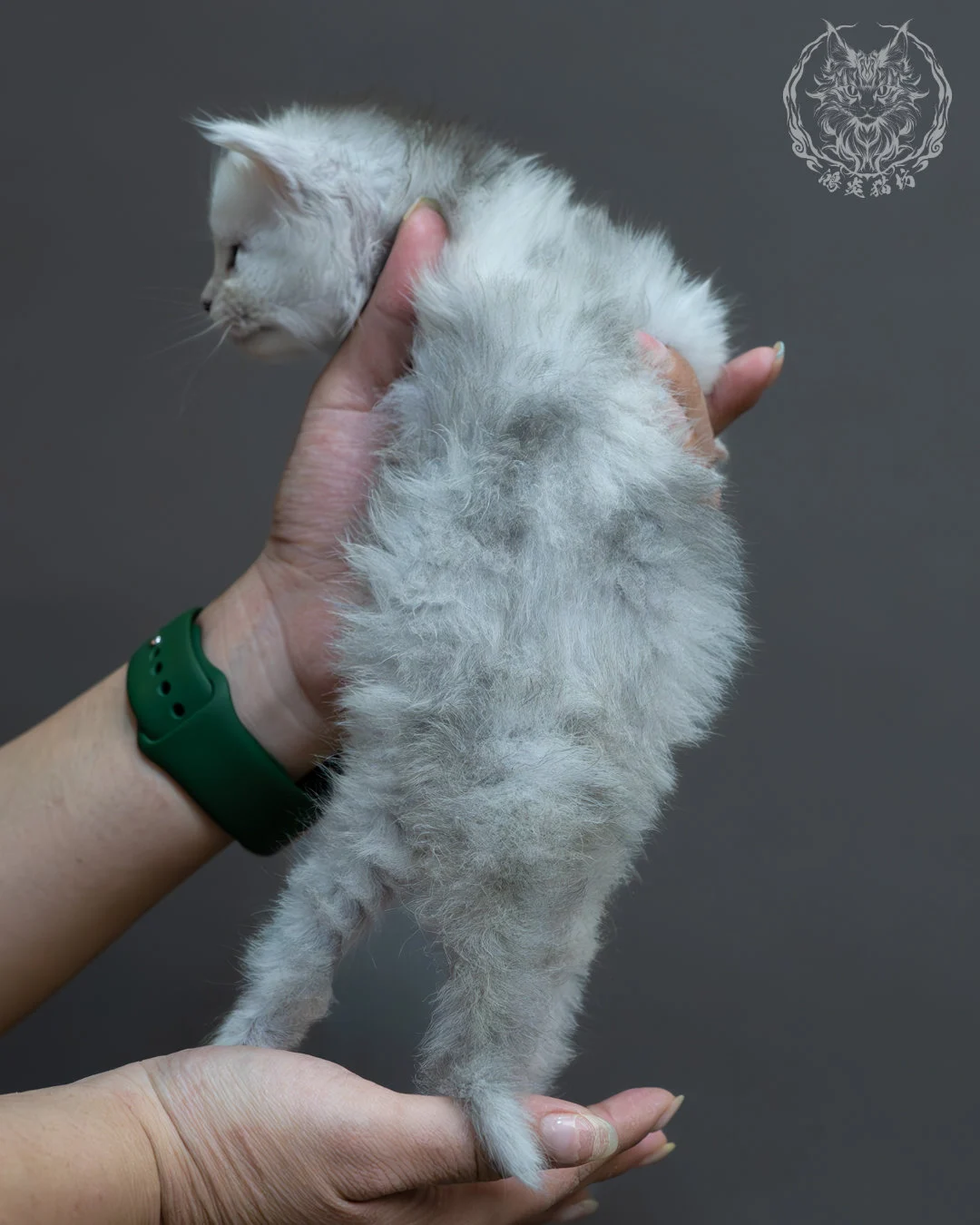 黑銀陰影緬因貓 10