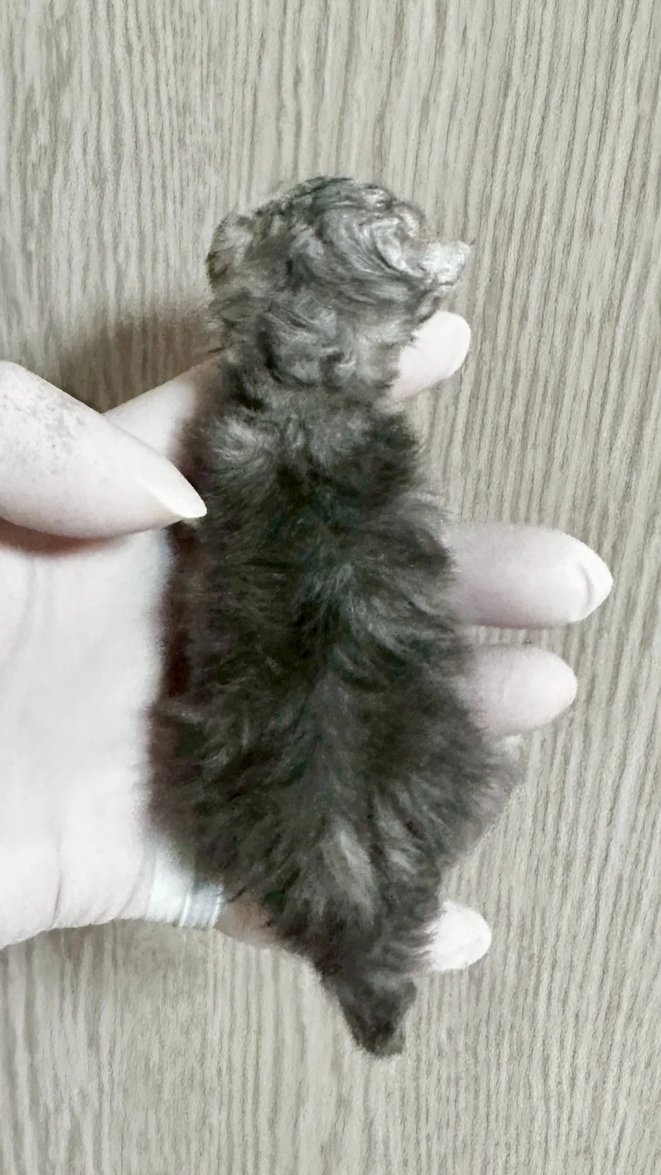 藍銀陰影緬因貓1天記錄