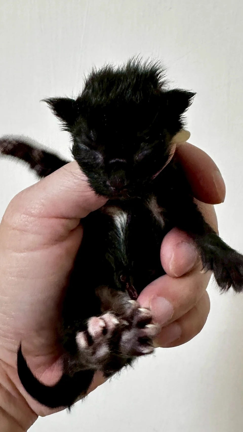 黑色緬因貓1天記錄