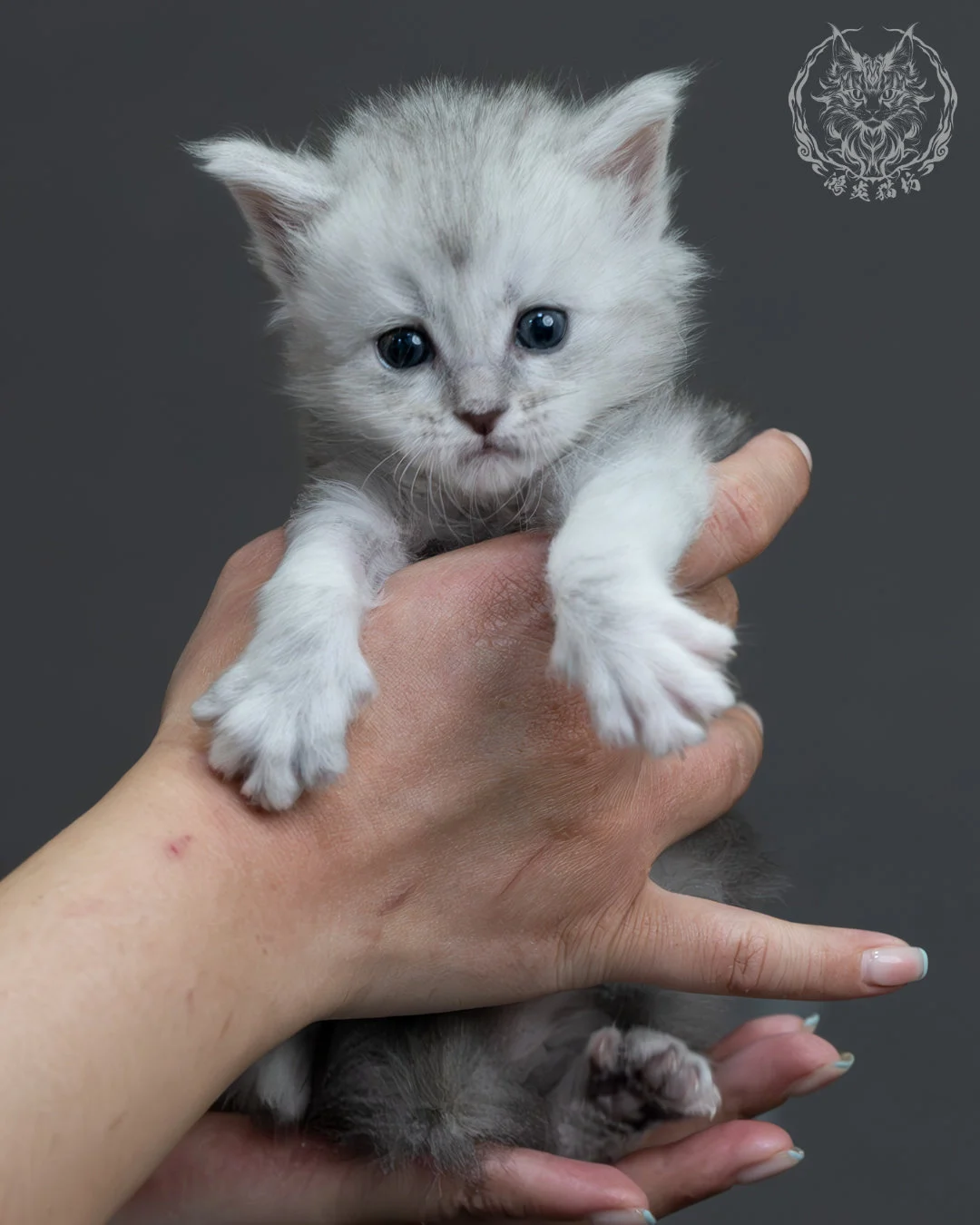 藍銀陰影緬因貓 6