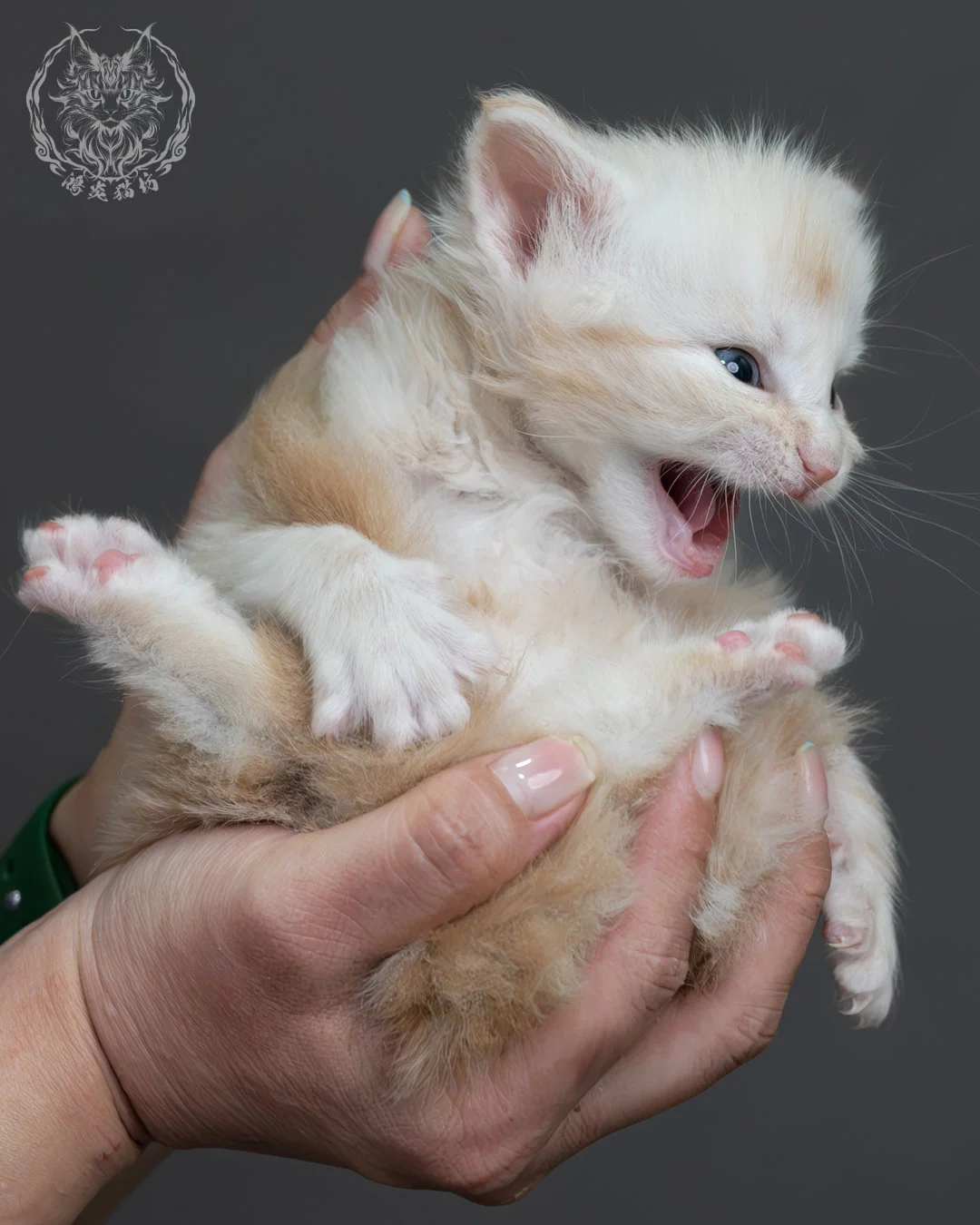 紅銀虎斑緬因貓 9