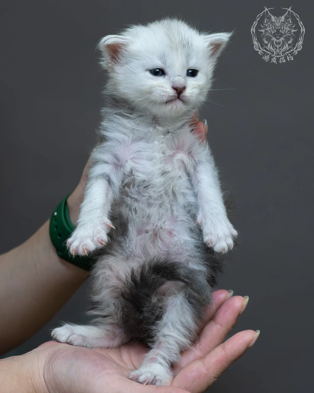 藍銀虎斑緬因貓 10