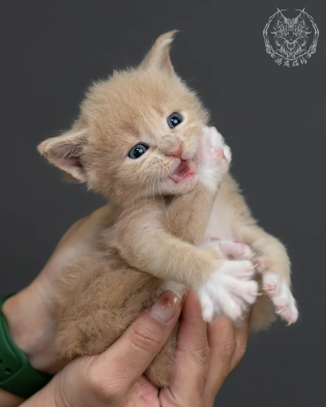 奶油虎斑緬因貓 17