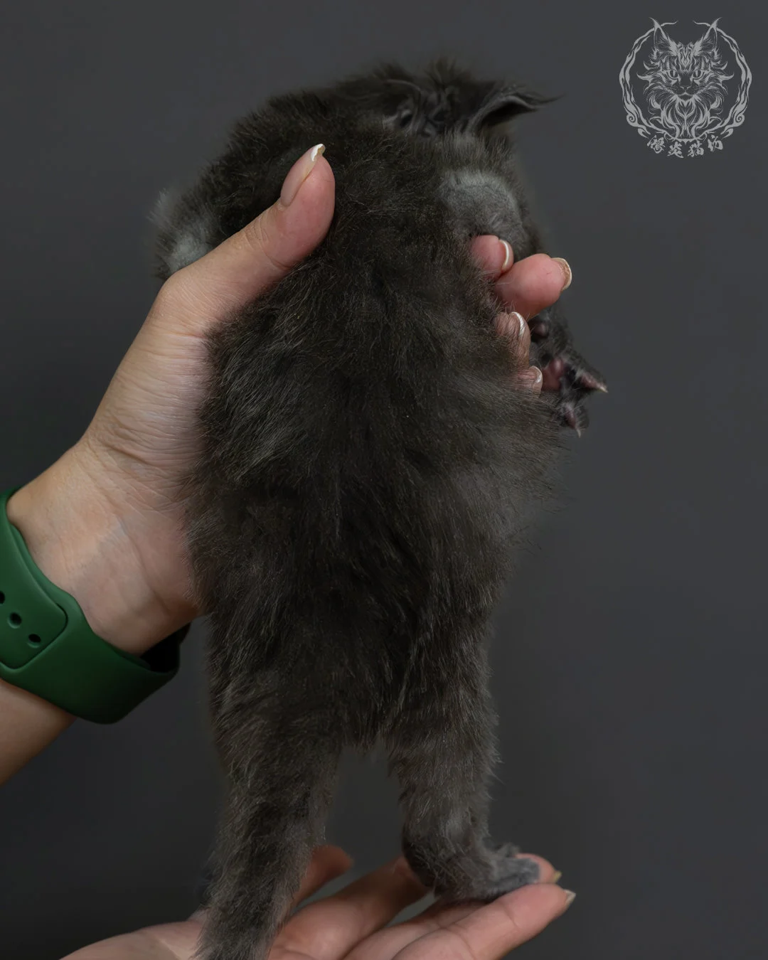 藍煙燻緬因貓 9