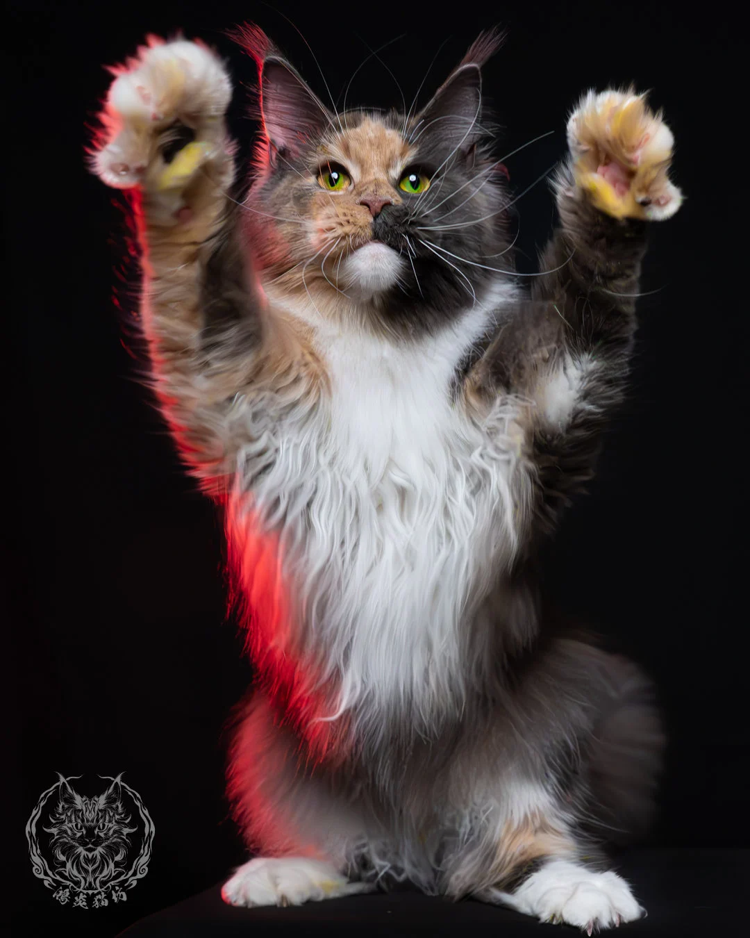 藍乳玳帽緬因貓 10