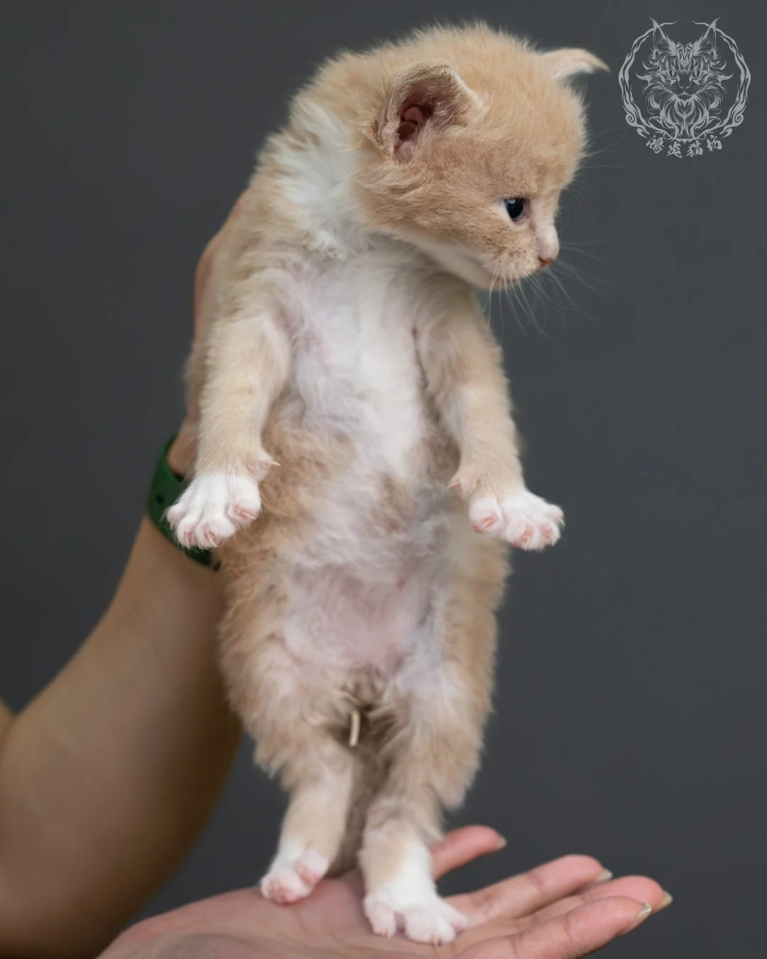 奶油虎斑緬因貓 3