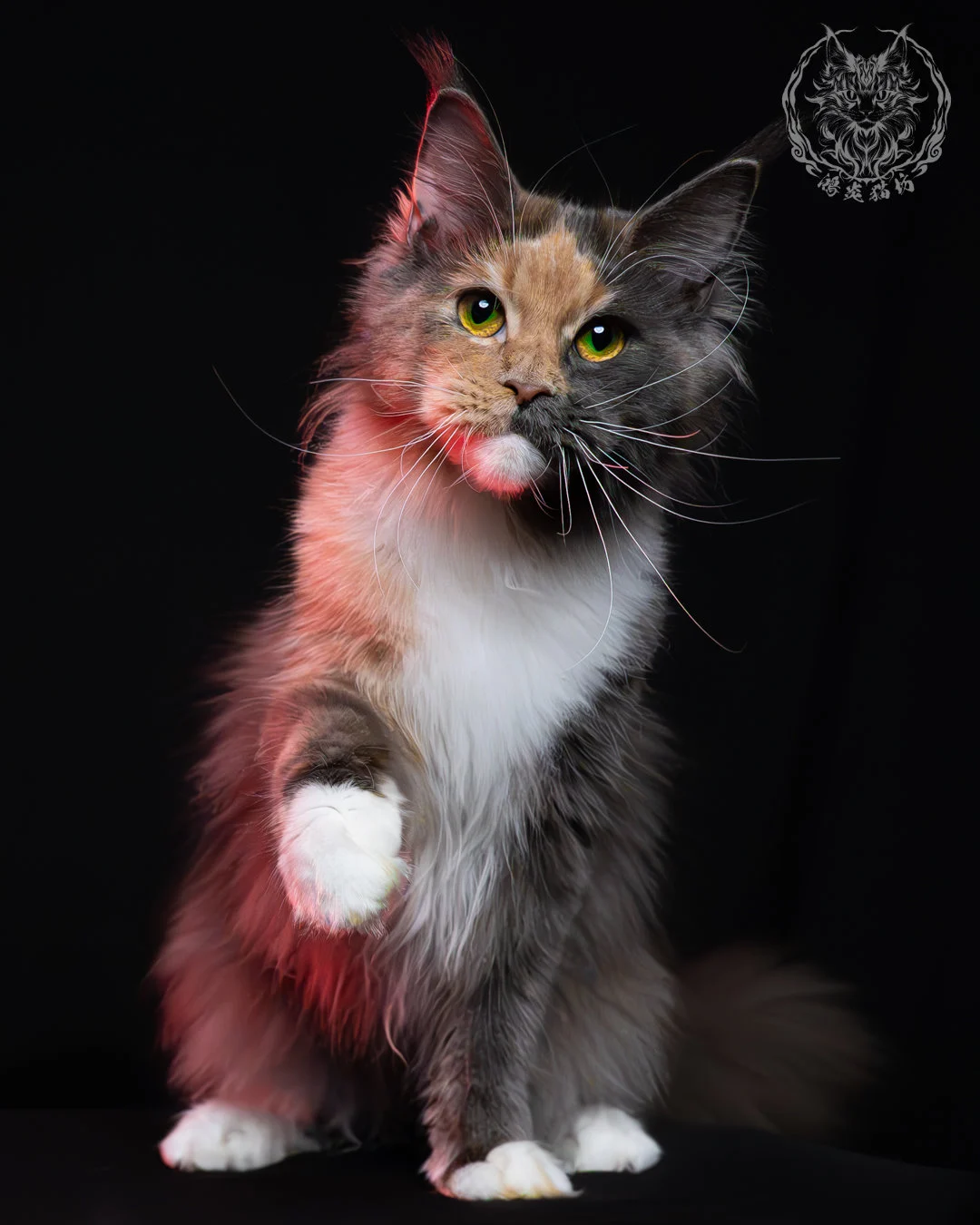 藍乳玳帽緬因貓 1