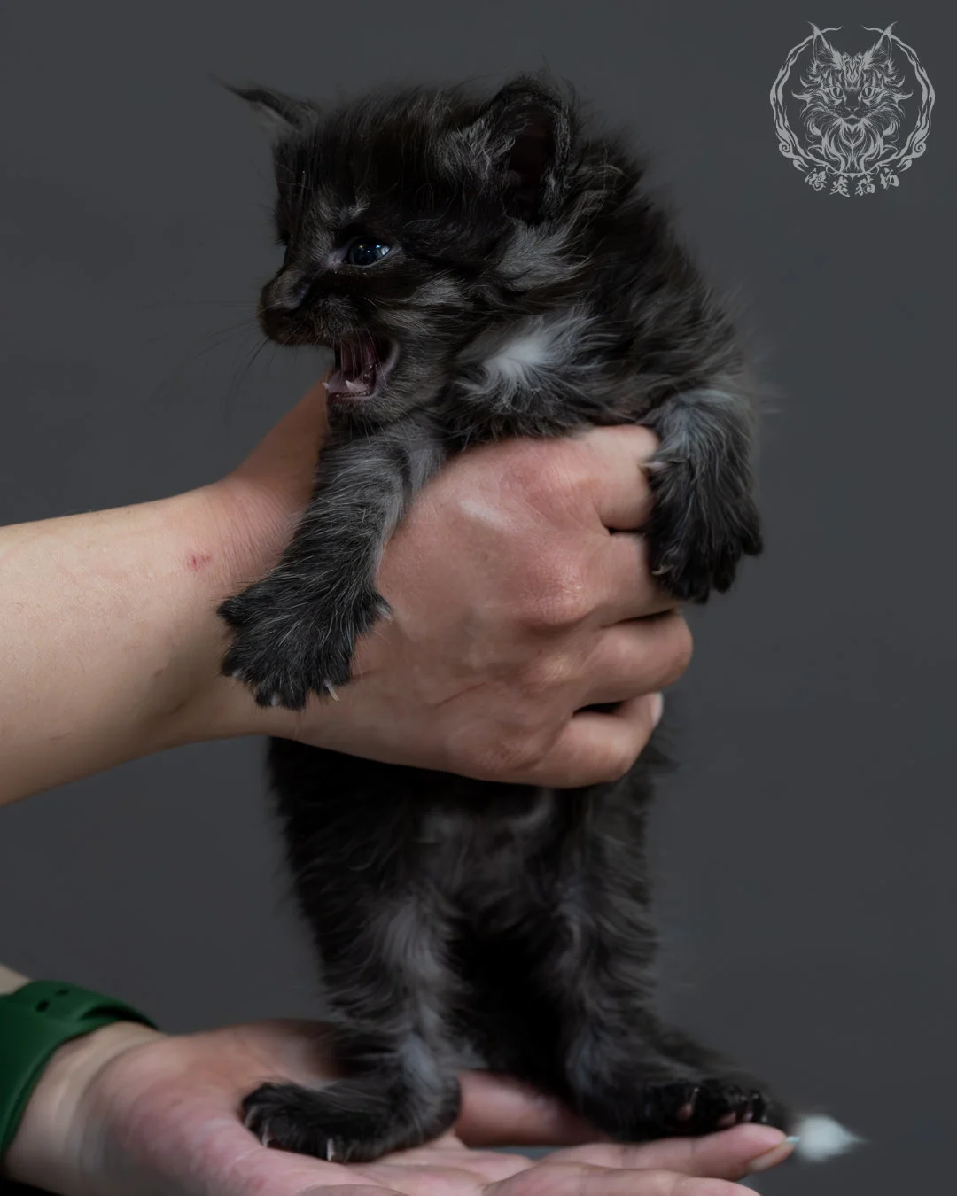 黑煙燻緬因貓 3