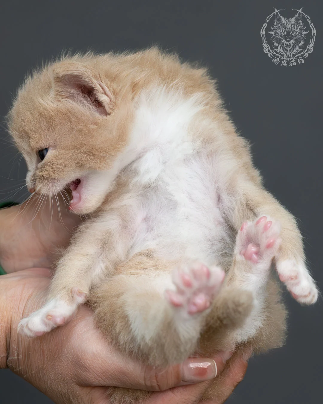 奶油虎斑緬因貓 15