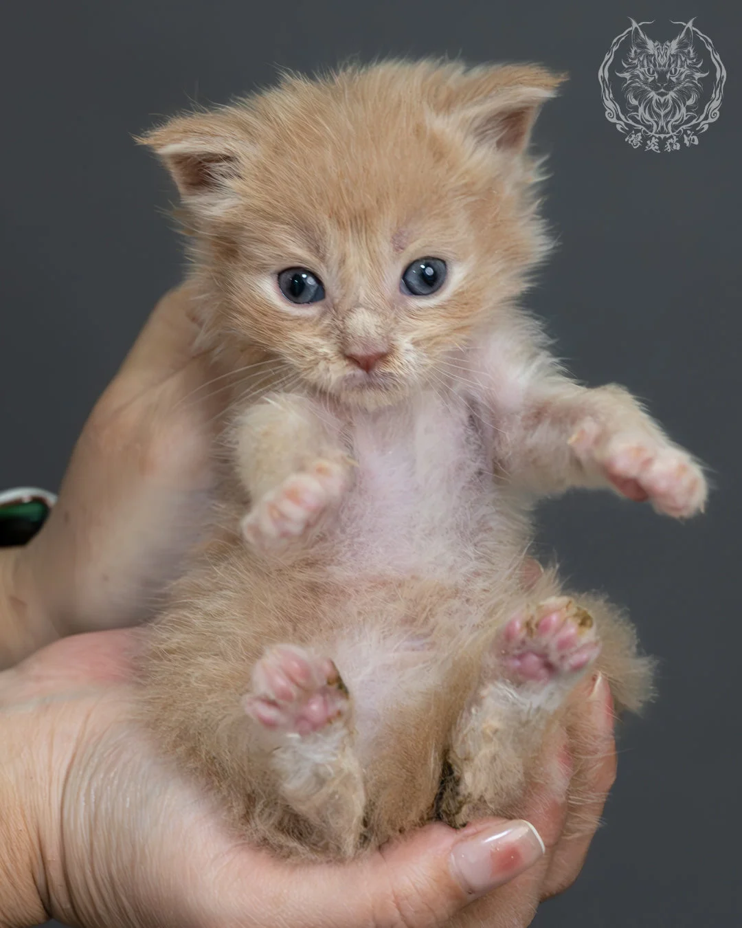 奶油虎斑緬因貓 8