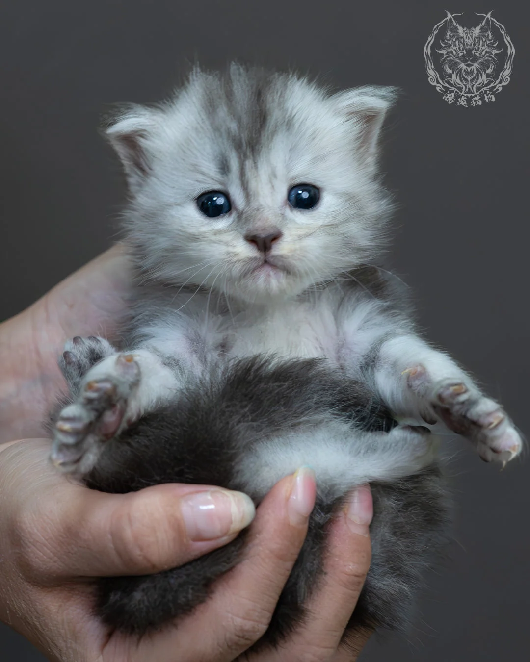 藍銀虎斑緬因貓 19