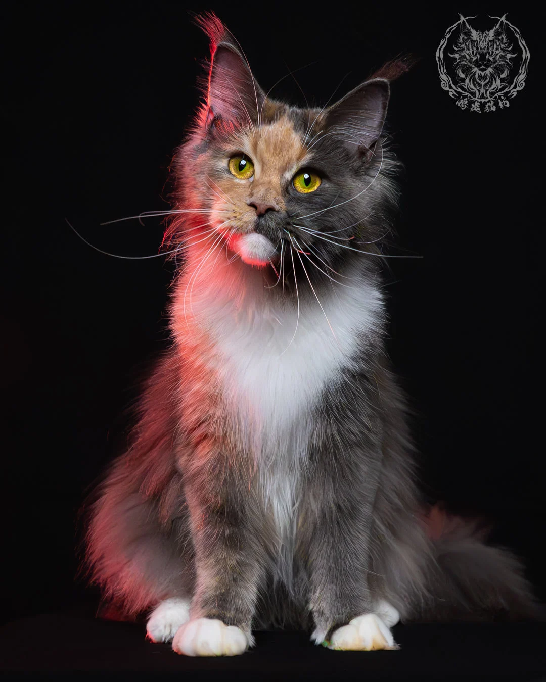 藍乳玳帽緬因貓 17