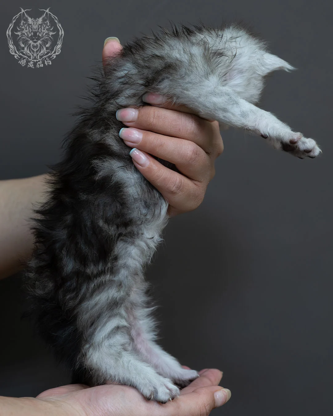 黑銀虎斑緬因貓 4