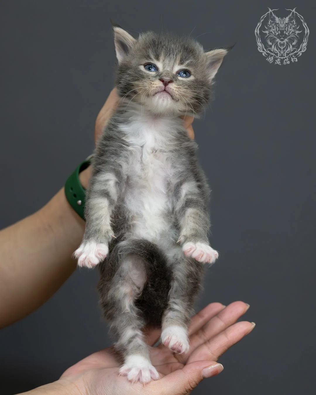 藍虎斑緬因貓 2