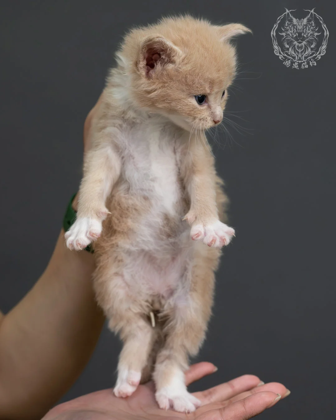 奶油虎斑緬因貓 2