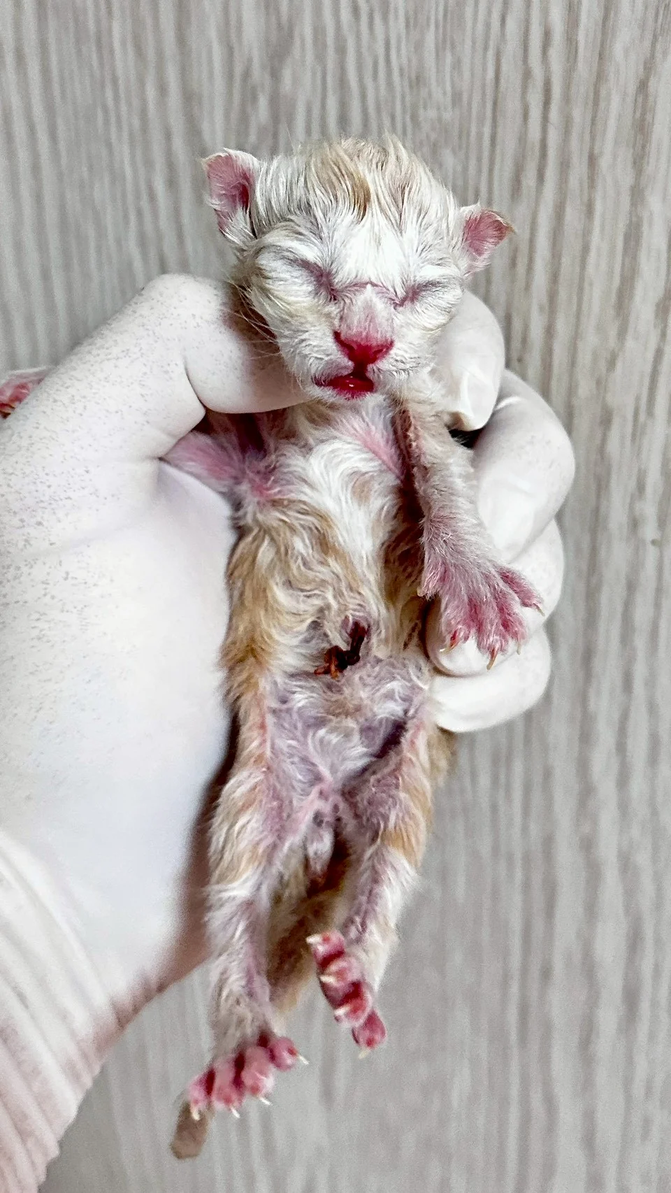 紅銀虎斑緬因貓1天記錄