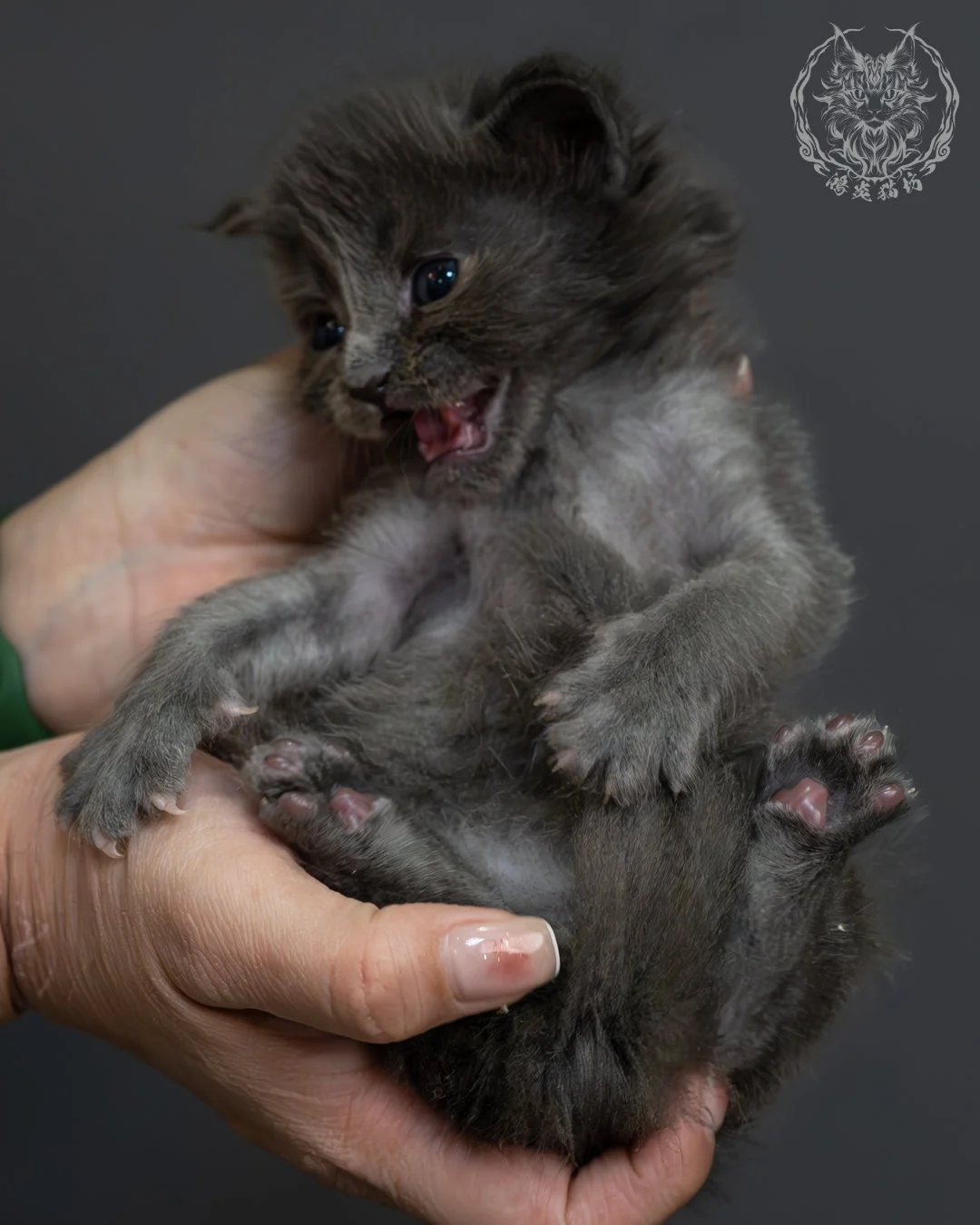 藍煙燻緬因貓 15