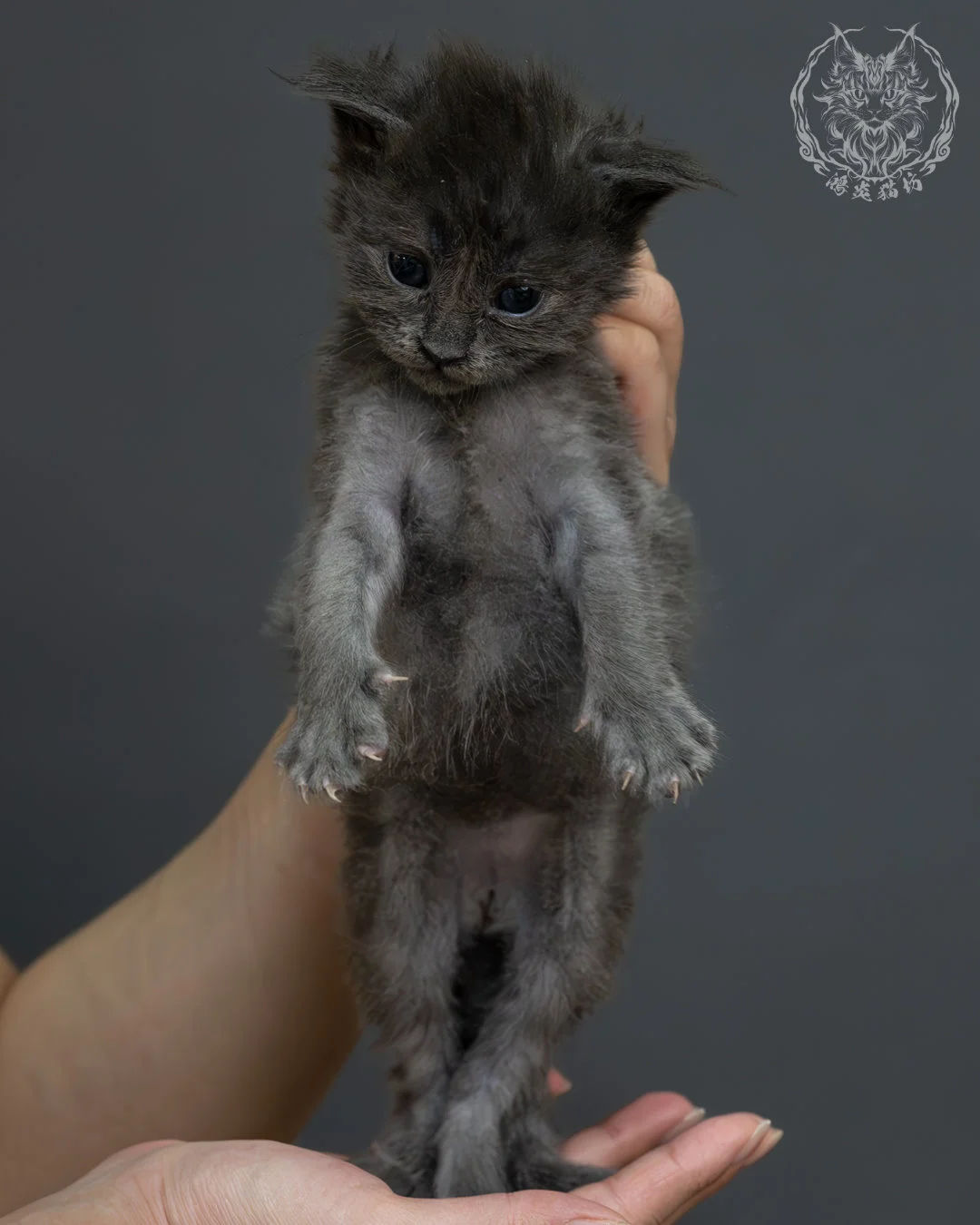 藍煙燻緬因貓 7