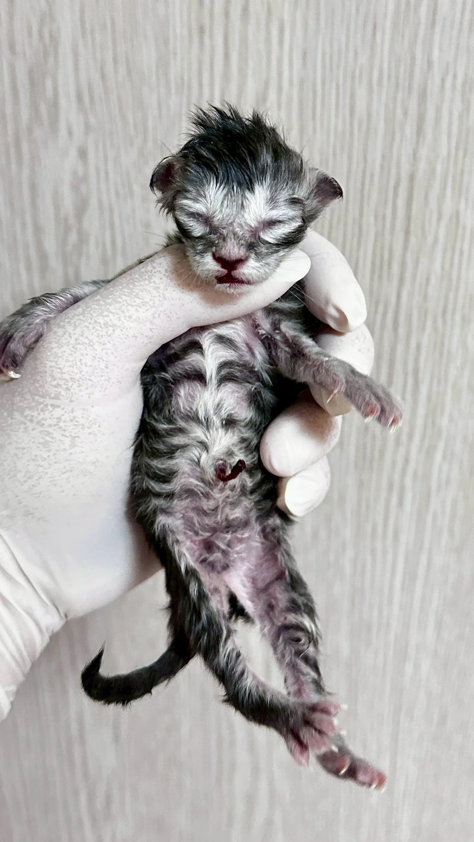 藍銀虎斑緬因貓1天記錄