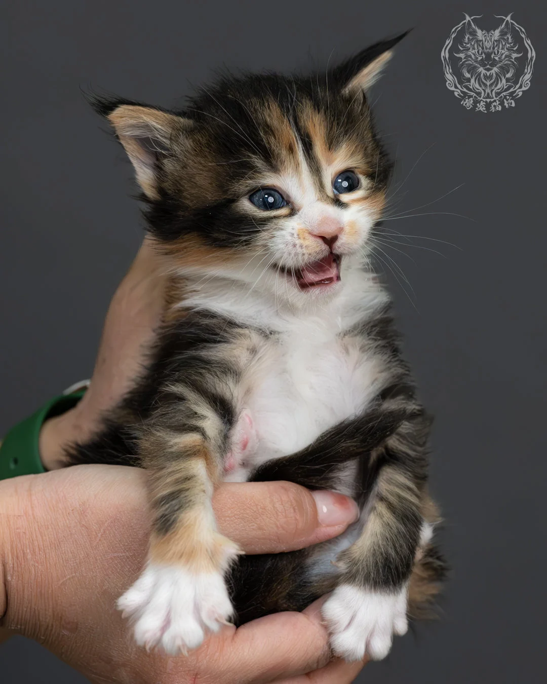 虎斑玳帽緬因貓 11