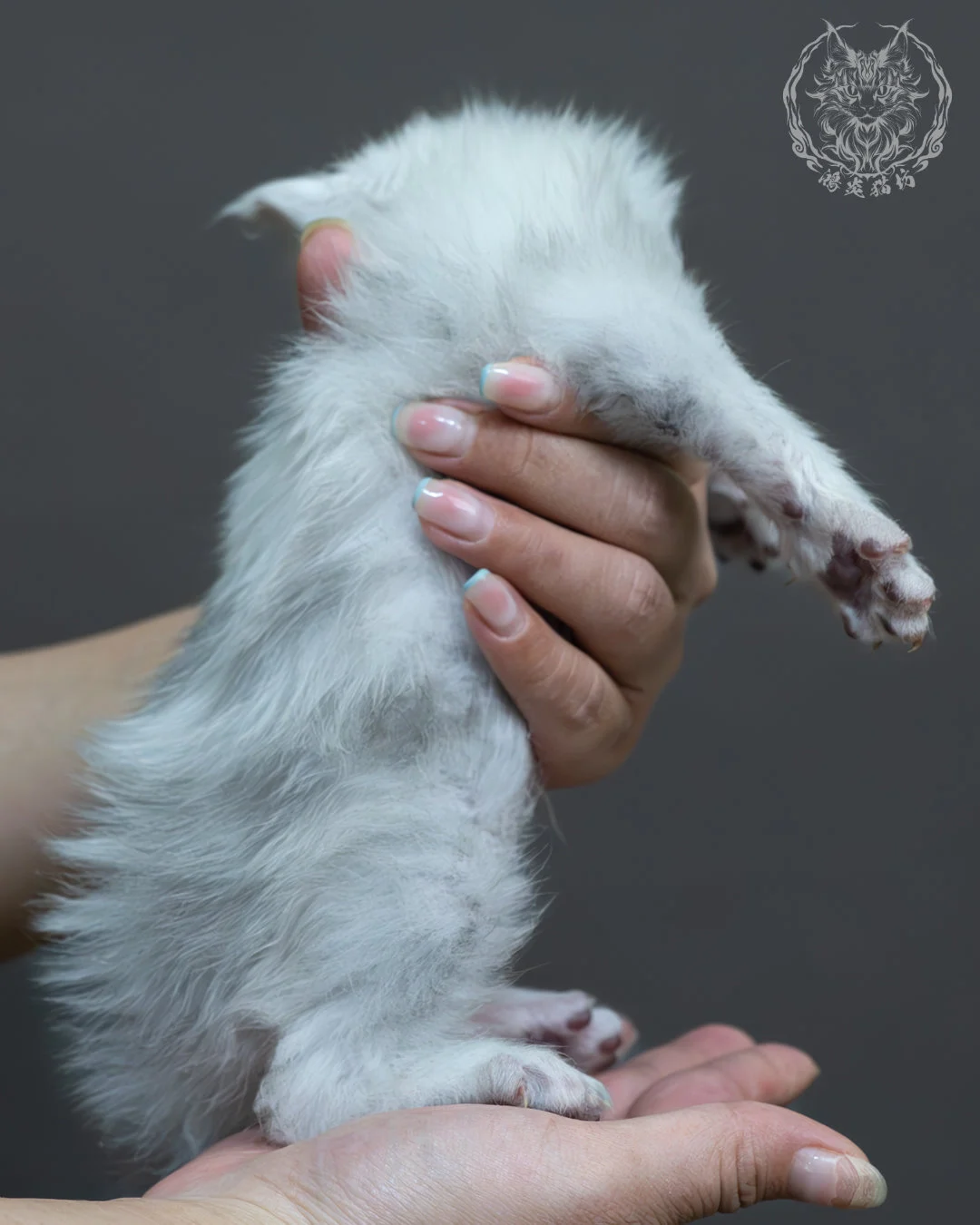 黑銀貝殼緬因貓 5