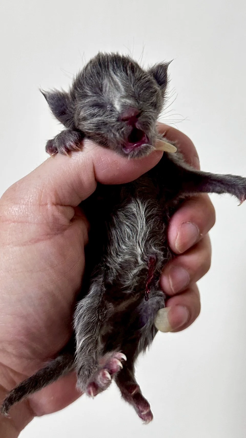 藍煙燻緬因貓1天記錄