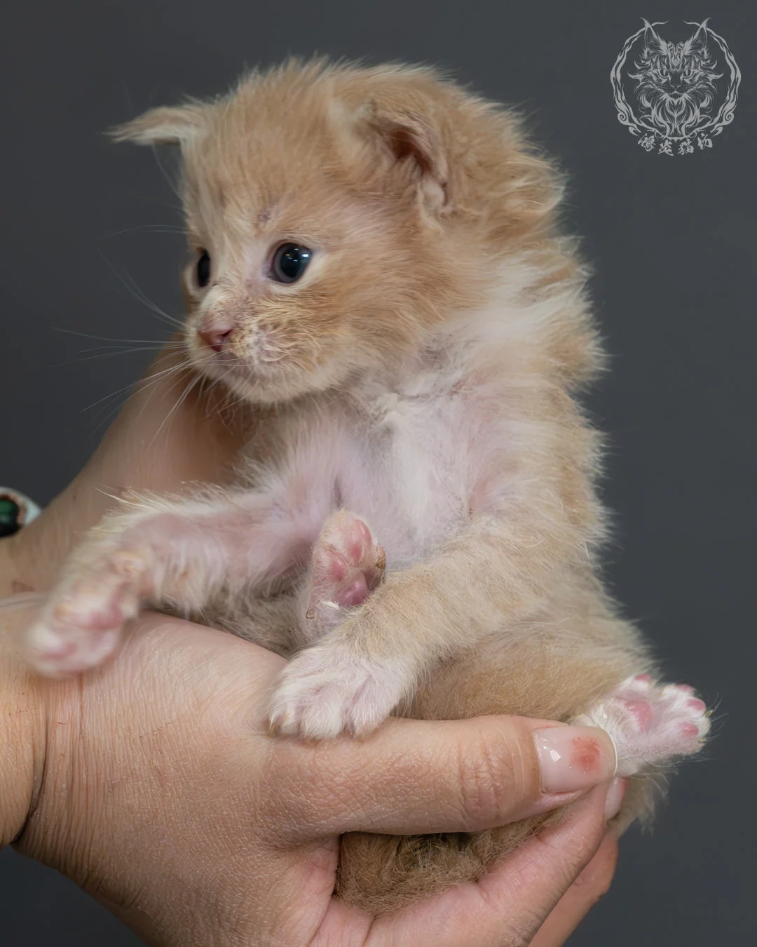 奶油虎斑緬因貓 11