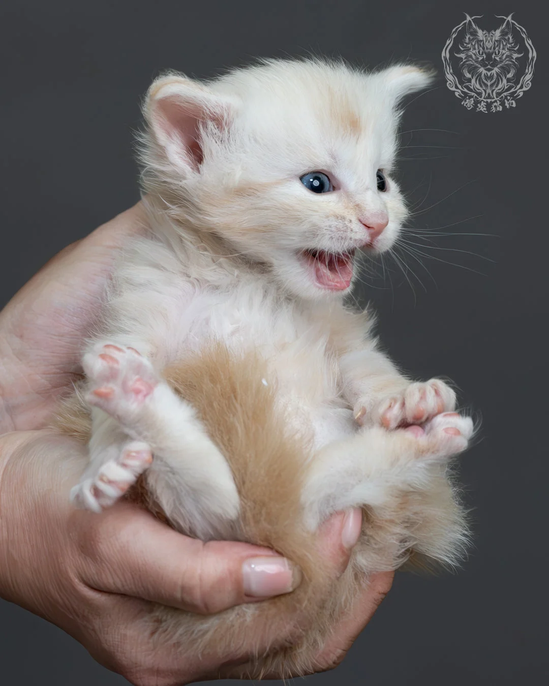 紅銀虎斑緬因貓 13