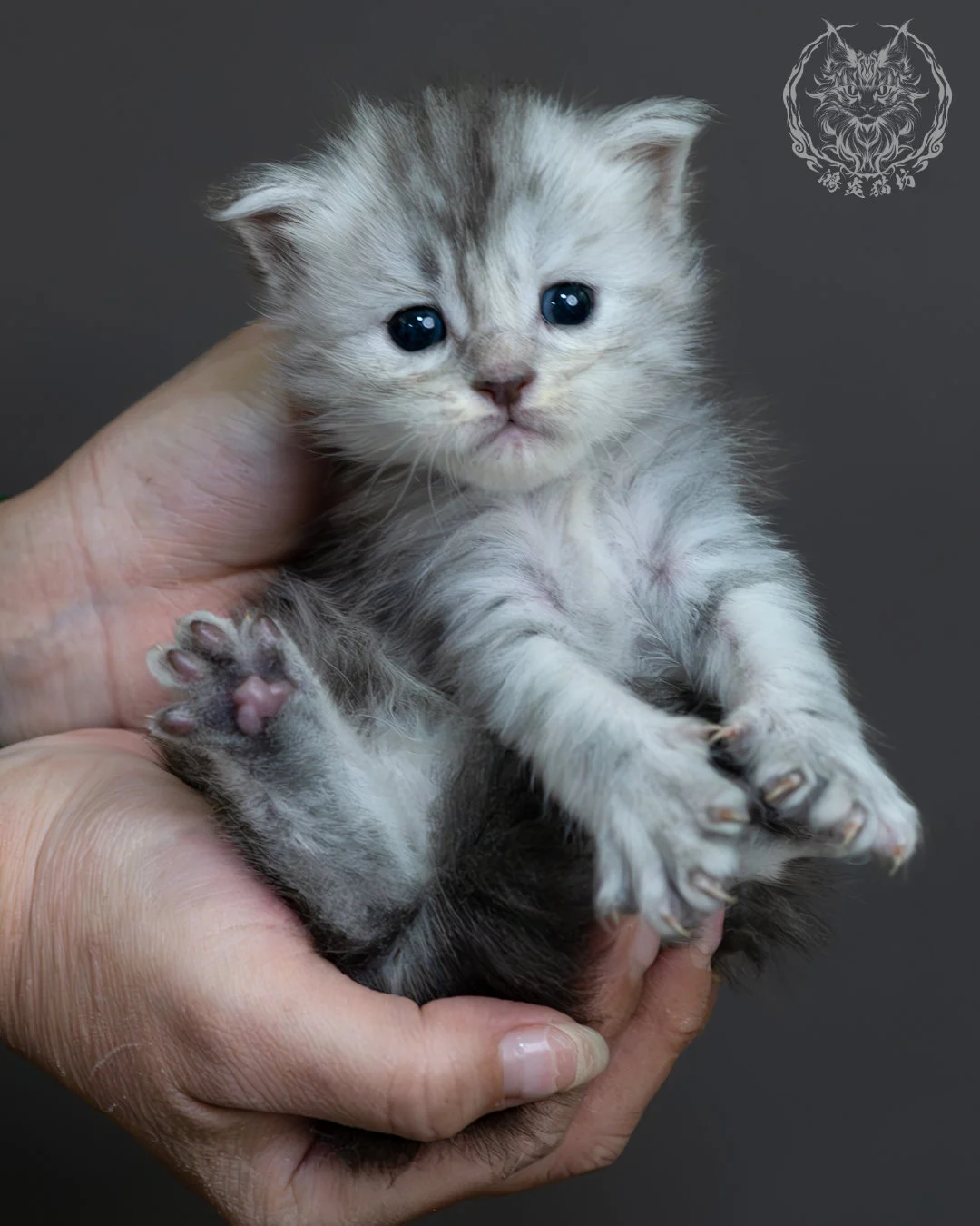 藍銀虎斑緬因貓 13