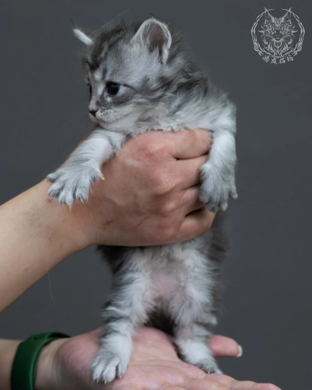 藍銀虎斑緬因貓 5