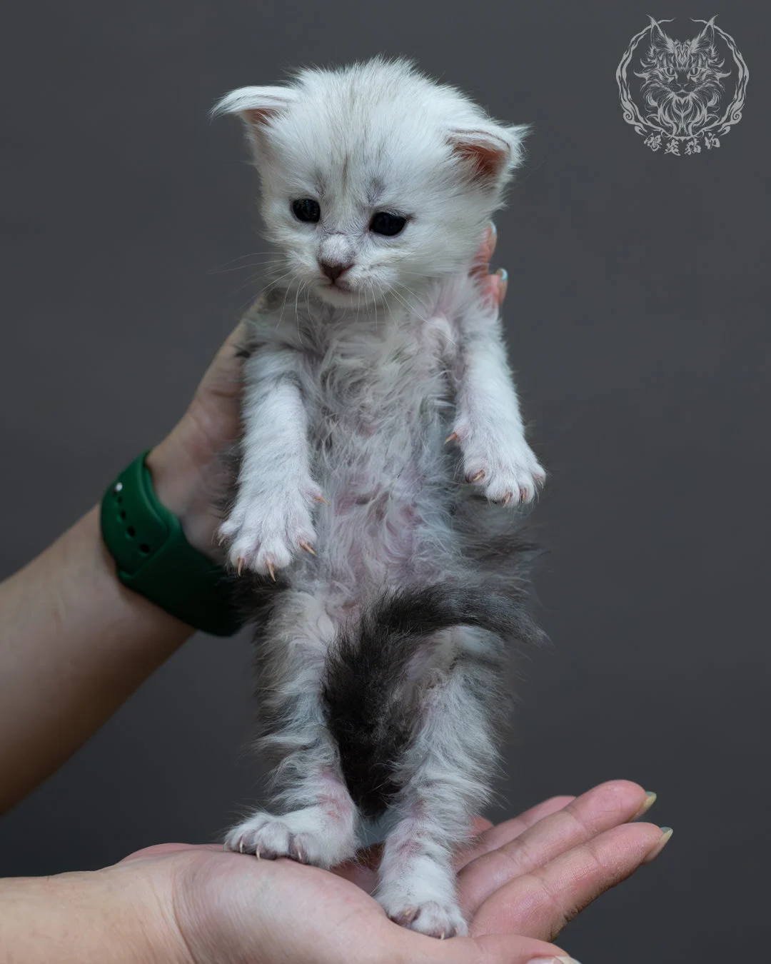 藍銀虎斑緬因貓 7