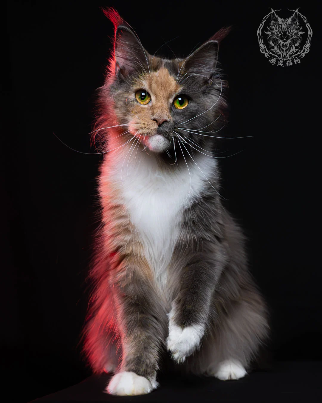 藍乳玳帽緬因貓 6