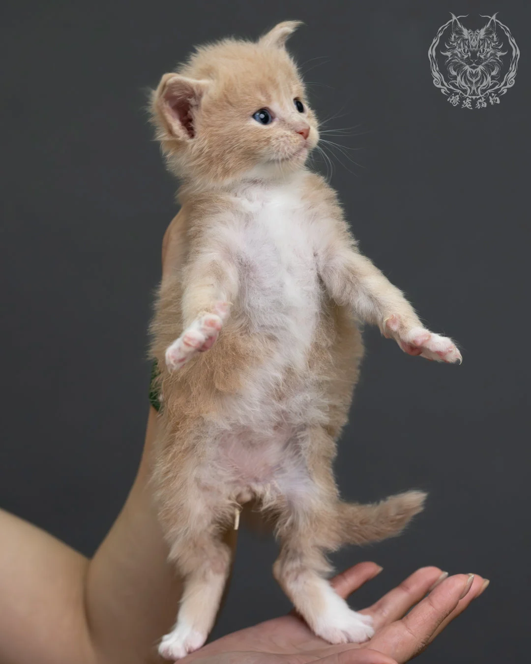 奶油虎斑緬因貓 5