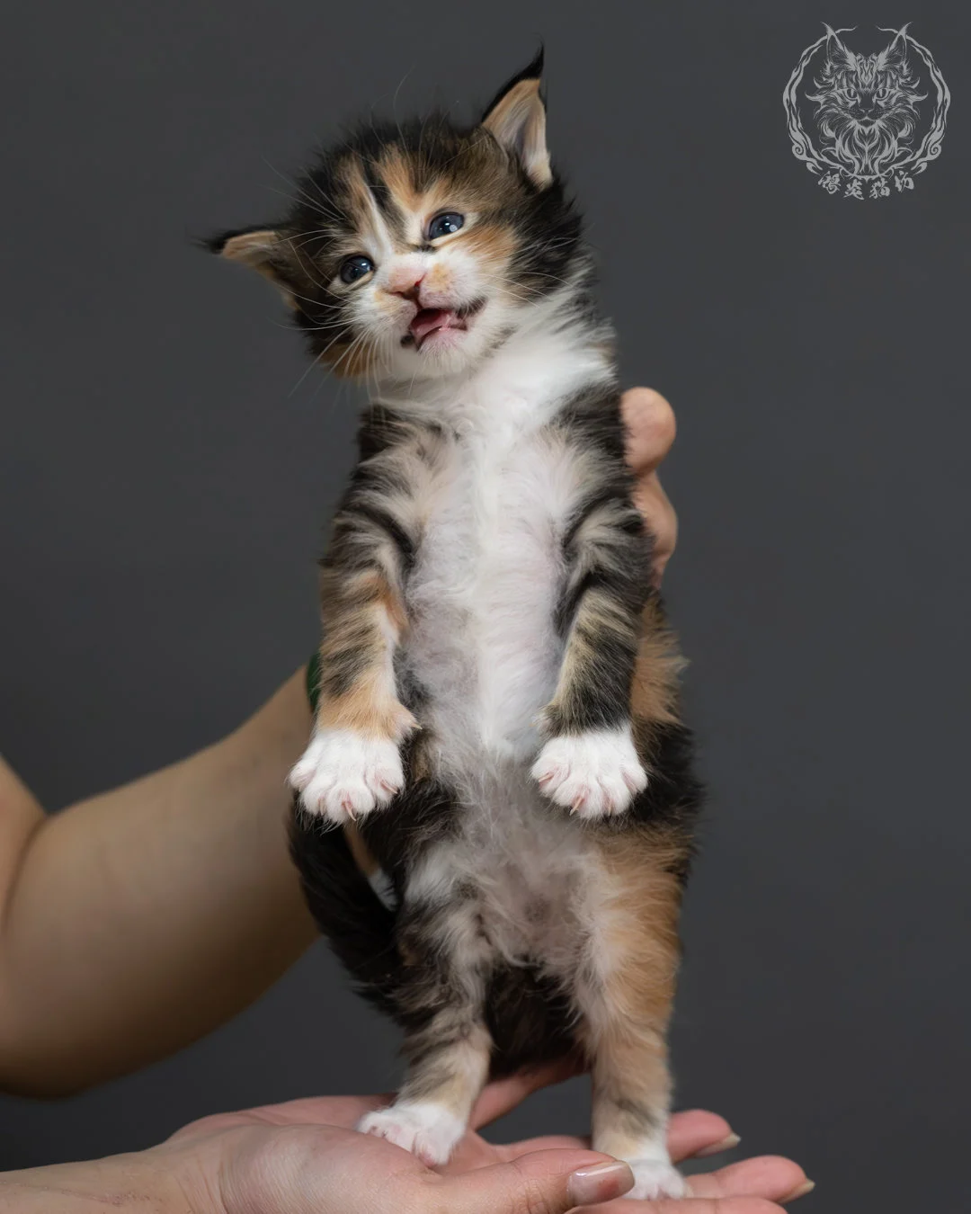 虎斑玳帽緬因貓 7