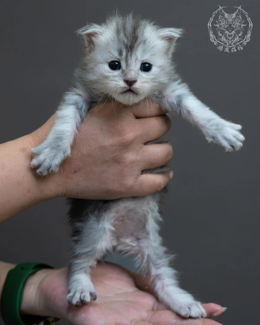 藍銀虎斑緬因貓 1