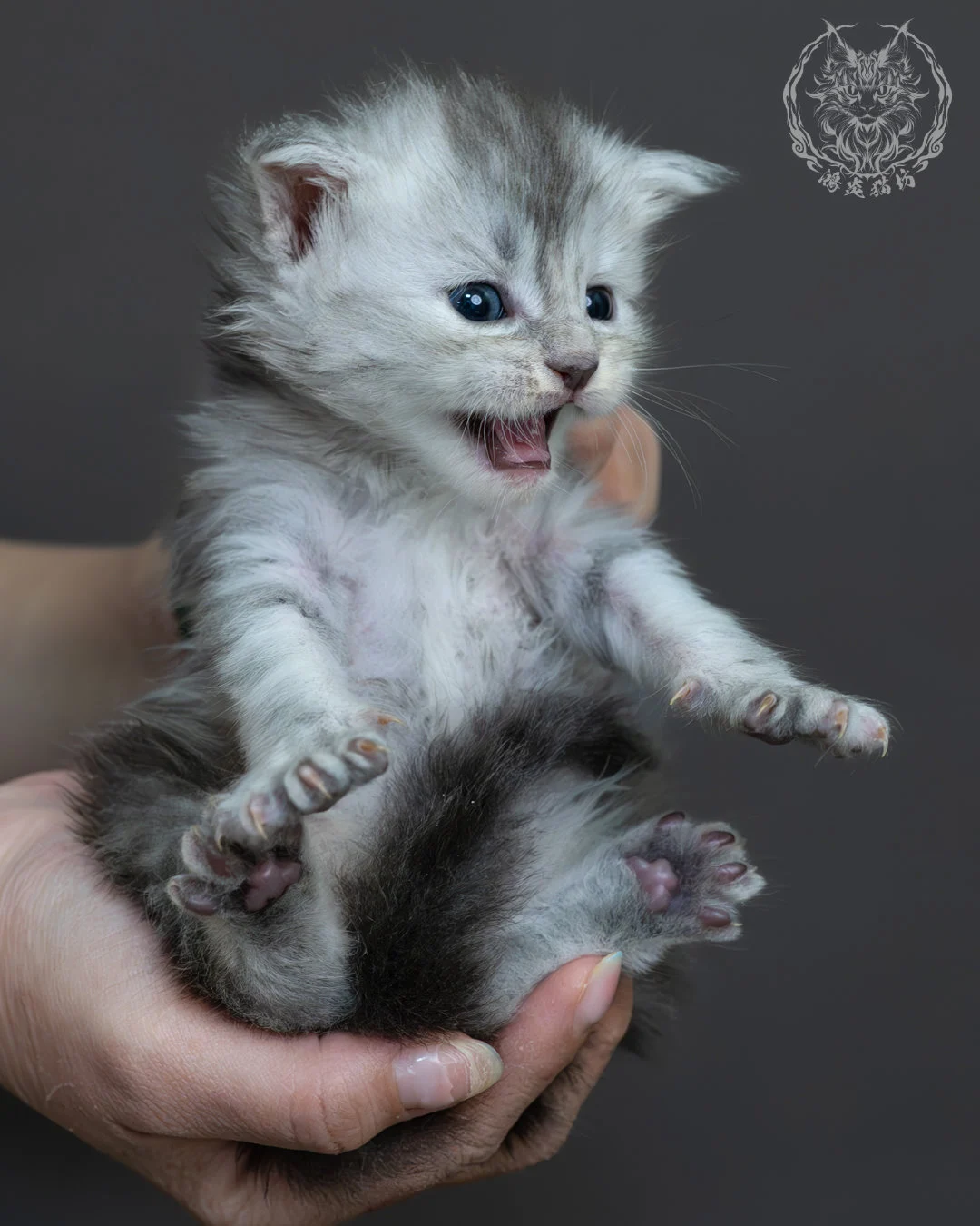 藍銀虎斑緬因貓 16