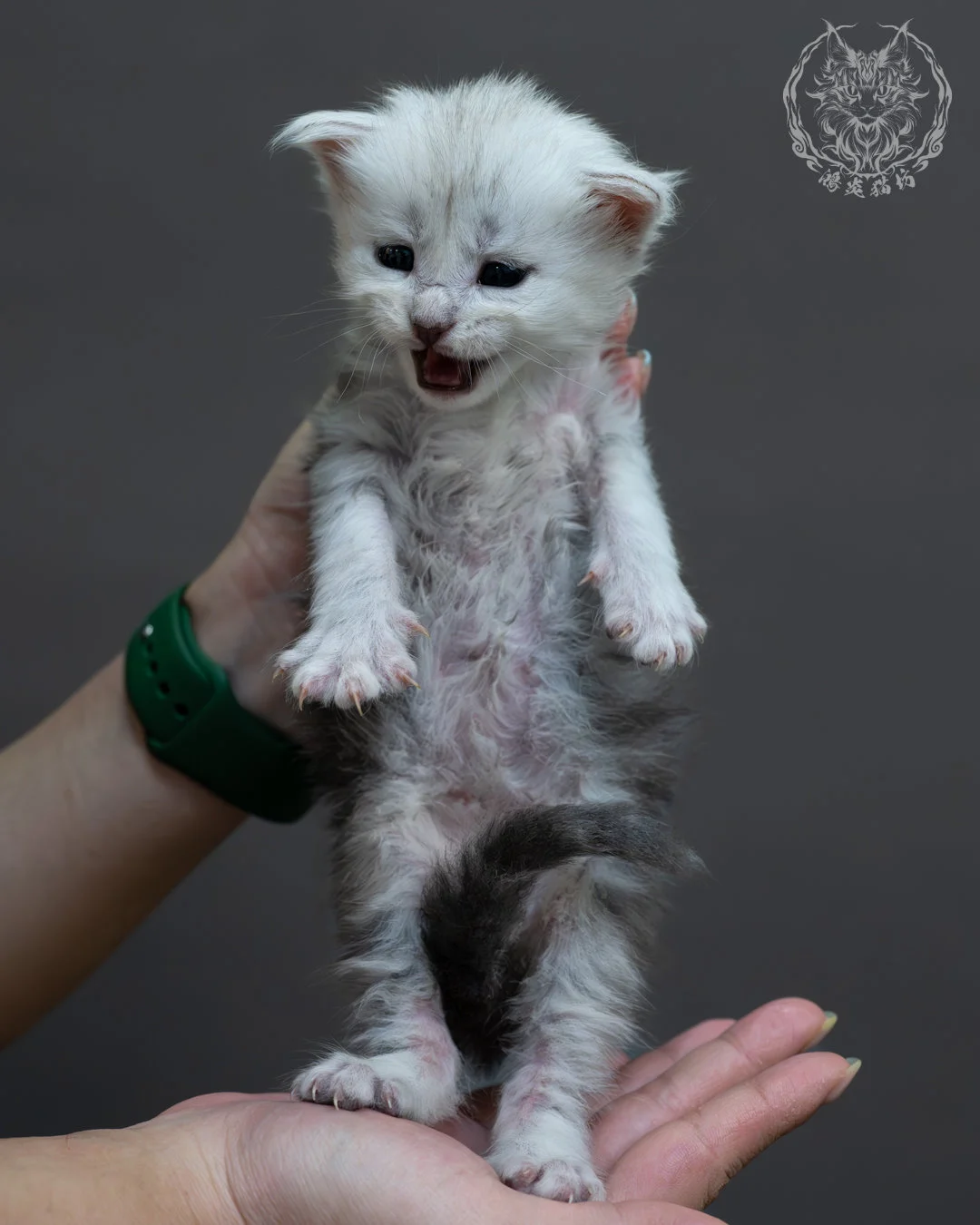 藍銀虎斑緬因貓 8