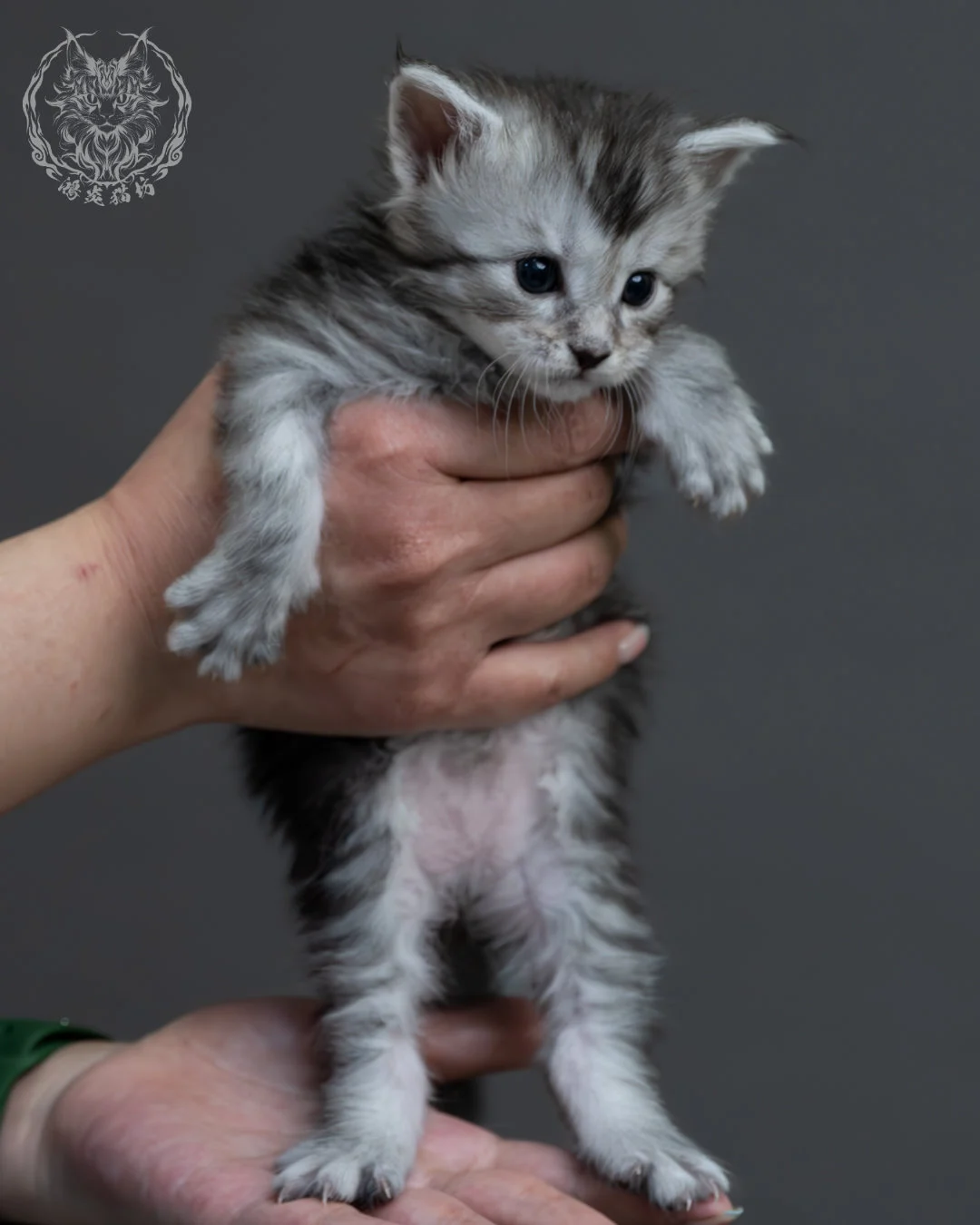 黑銀虎斑緬因貓 6