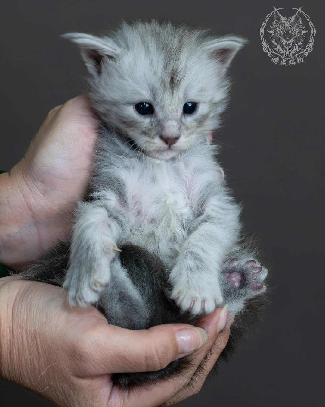 藍銀虎斑緬因貓 8