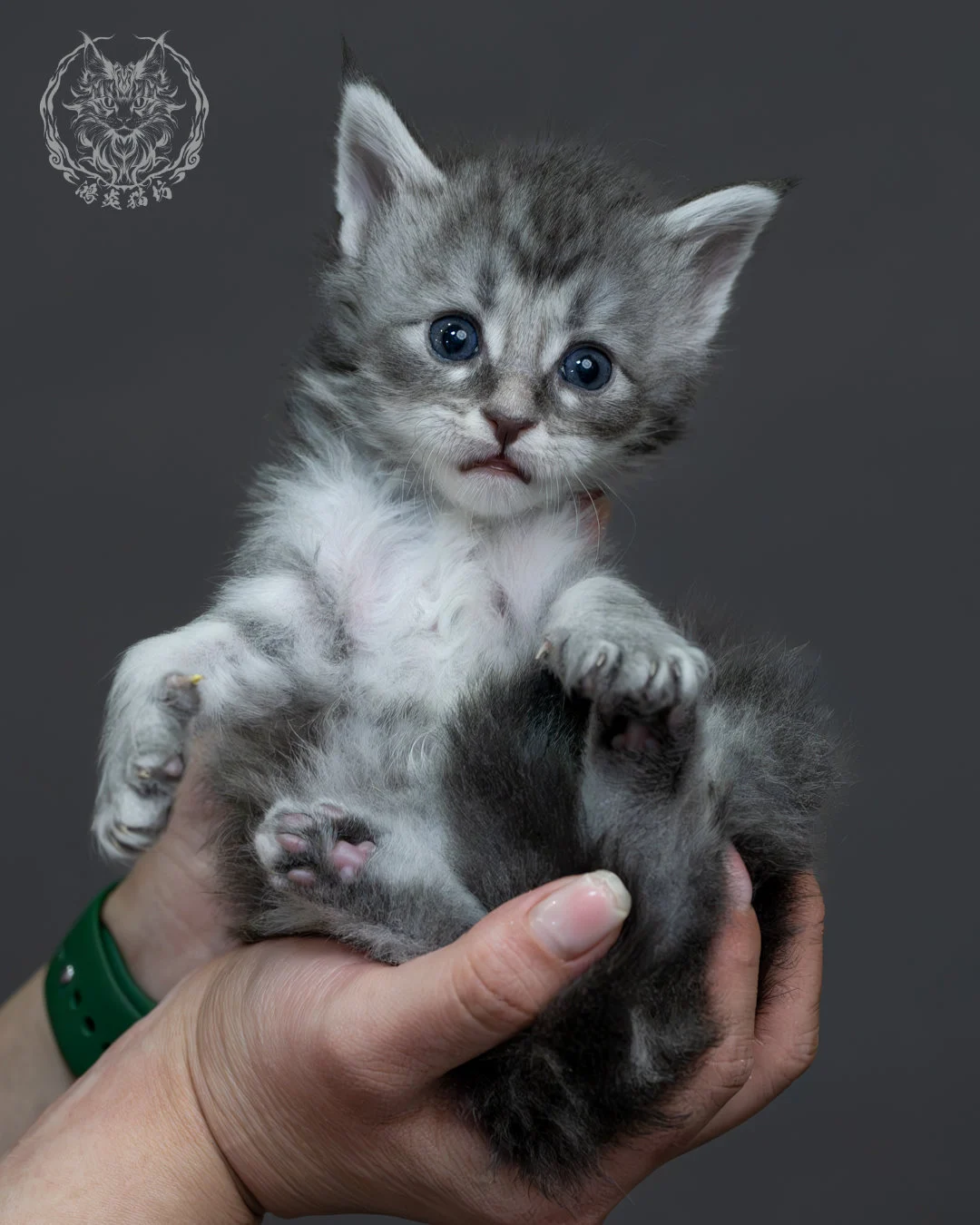 藍銀虎斑緬因貓 9