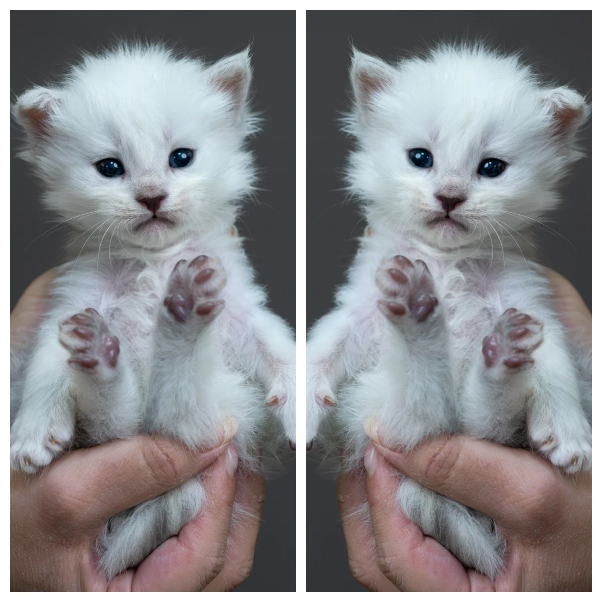 黑銀貝殼緬因貓4周記錄