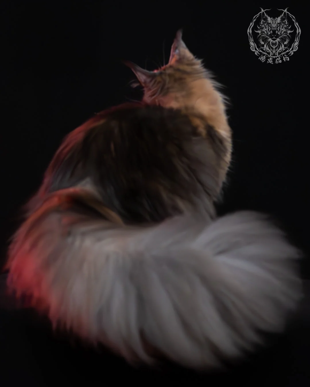 藍乳玳帽緬因貓 7