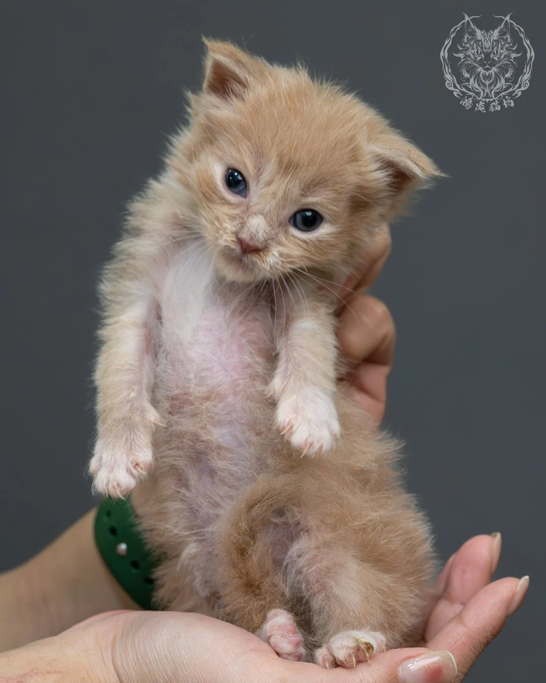 奶油虎斑緬因貓 6