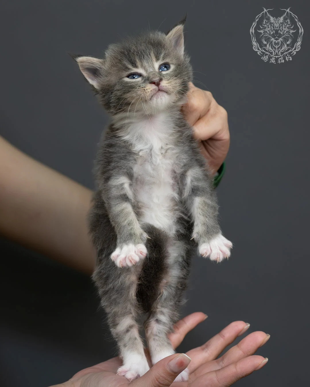 藍虎斑緬因貓 3