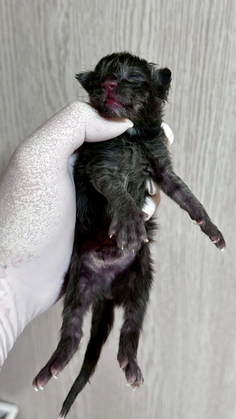 黑銀虎斑緬因貓1天記錄