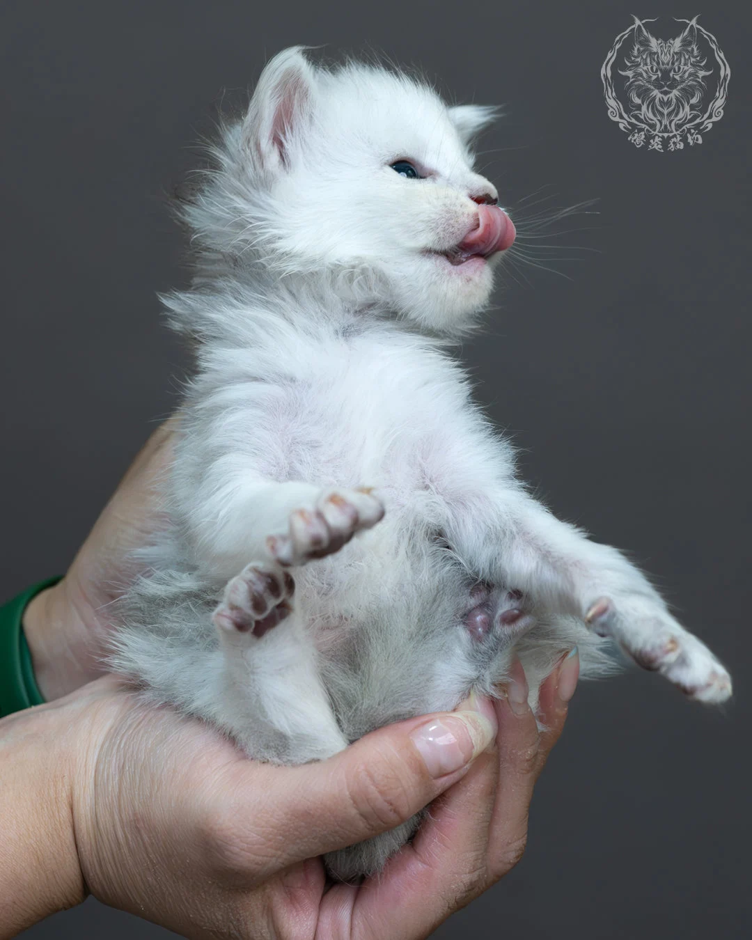 黑銀陰影緬因貓 19