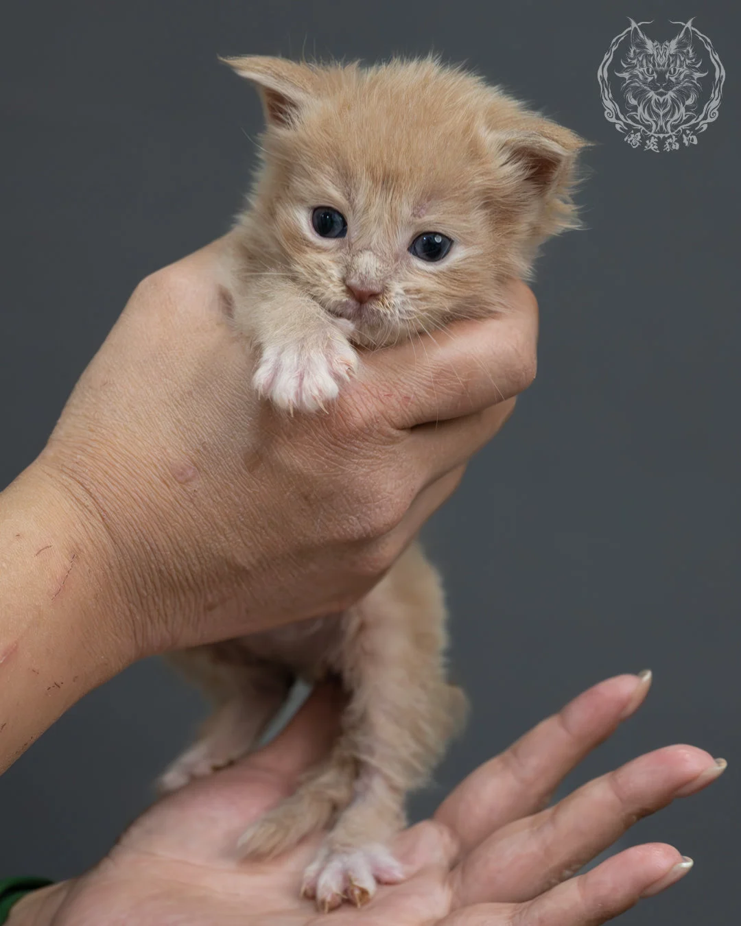 奶油虎斑緬因貓 4